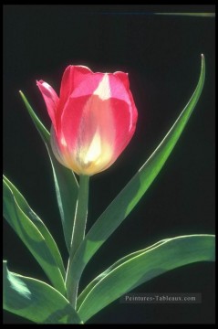 xsh0216b réaliste photographique fleurs Peinture décoratif